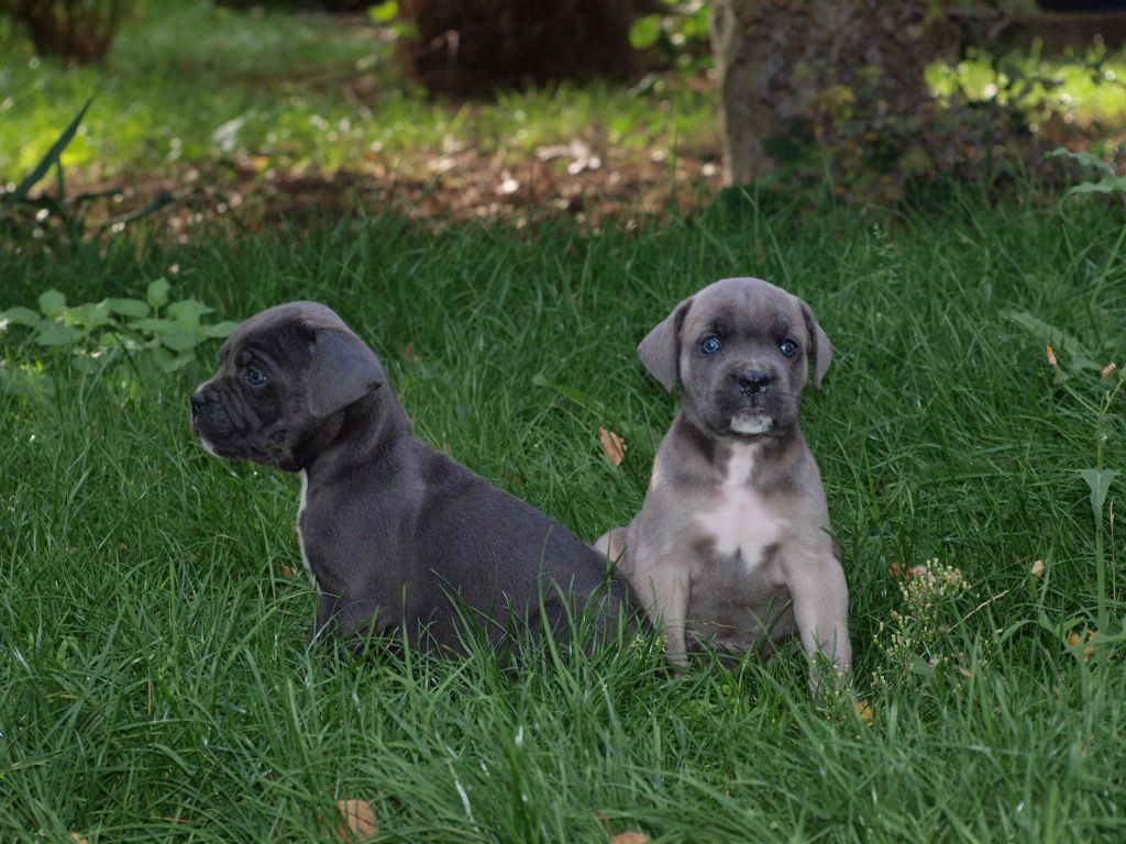 Des Gardiens de Macéo - Cane Corso - Portée née le 31/08/2017